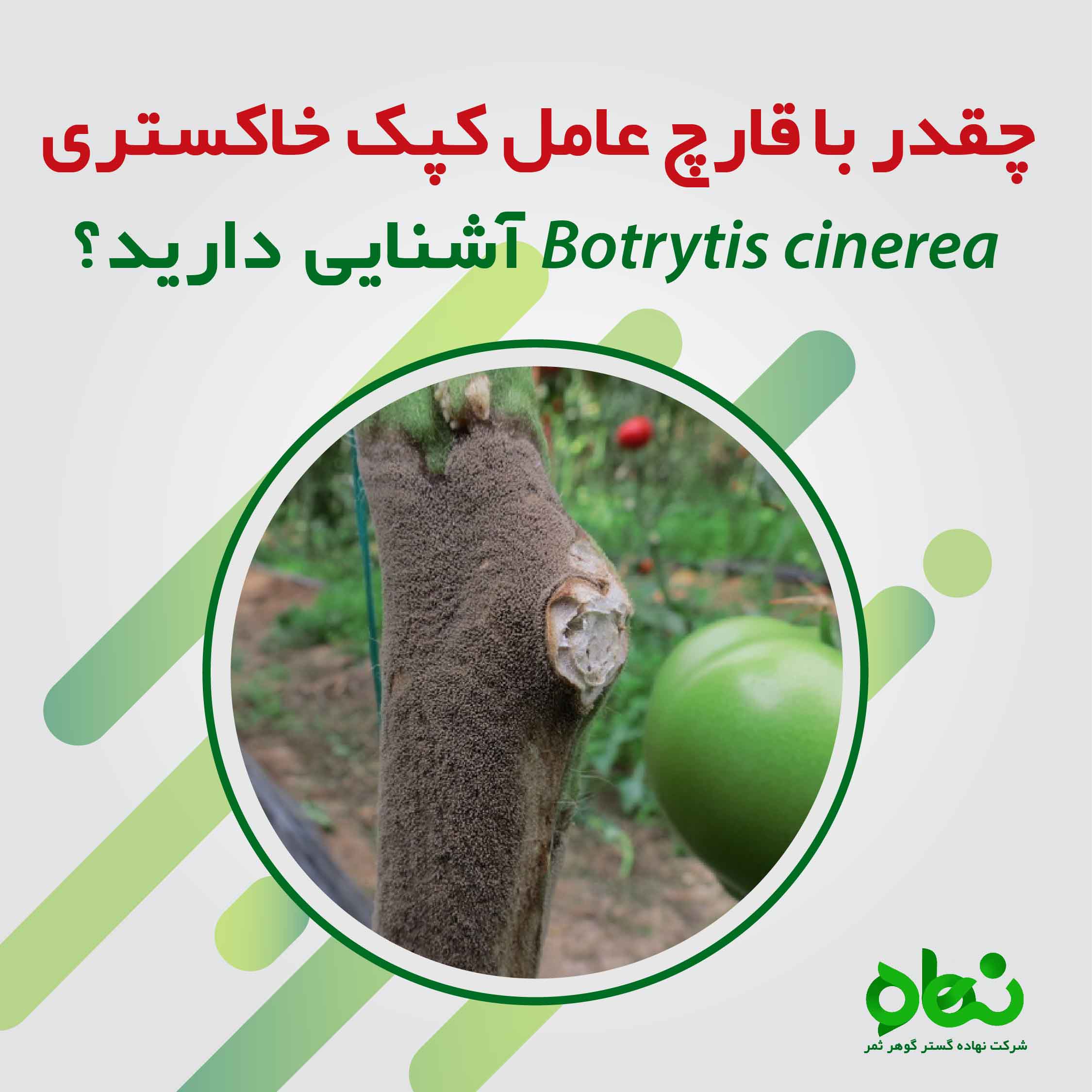 چقدر با قارچ عامل کپک خاکستری Botrytis cinerea آشنایی دارید؟ 